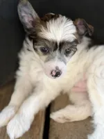 Cliff - AKC Powderpuff, a male Chinese Crested for sale in Rockwall, TX – 9 of 10
