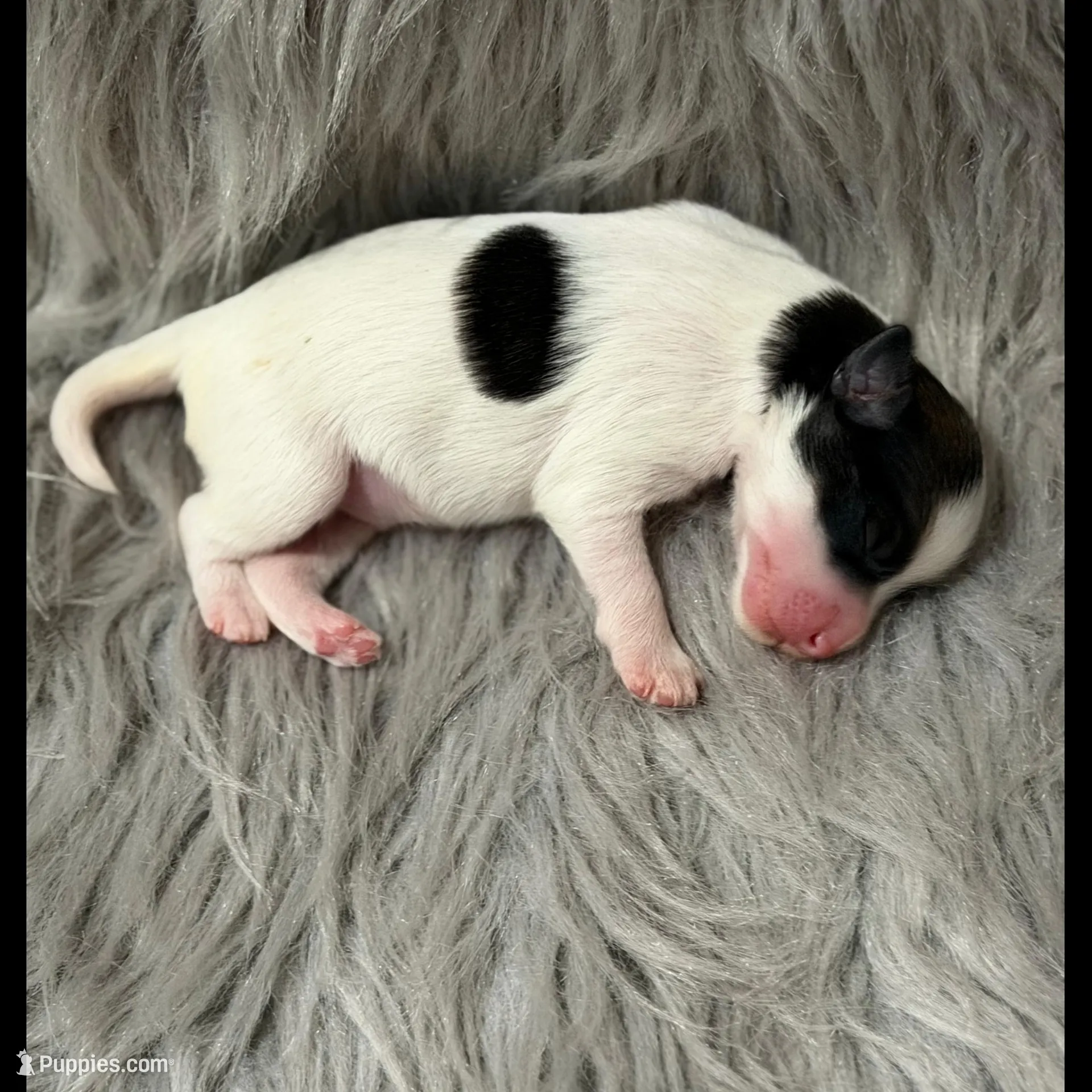 Cliff - AKC, a male Chinese Crested for sale in Rockwall, TX – Photo 4 of 5
