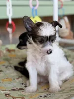 Cliff - AKC Powderpuff, a male Chinese Crested for sale in Rockwall, TX – 7 of 10