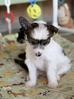 Cliff - AKC Powderpuff, a male Chinese Crested for sale in Rockwall, TX – 6 of 10