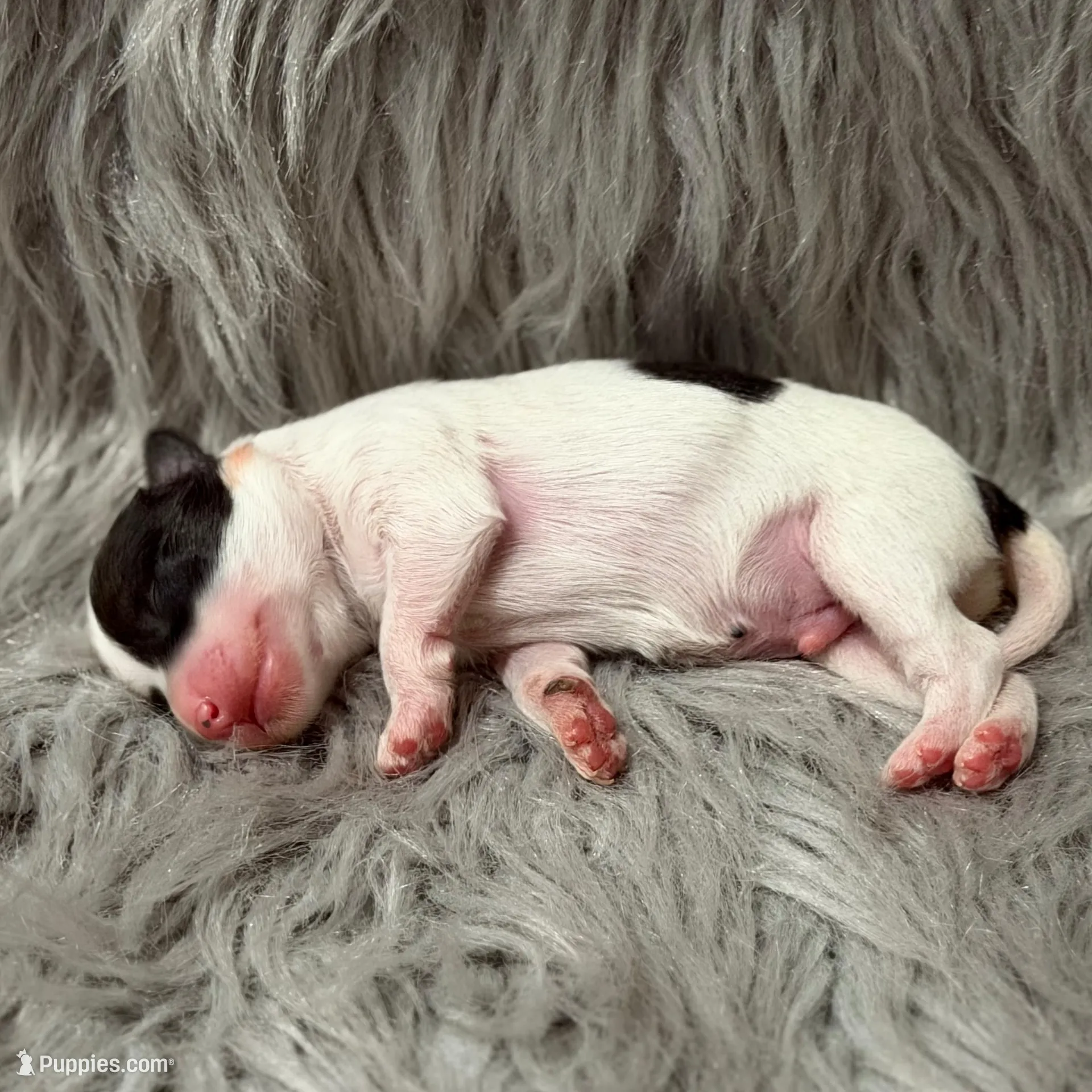 Cliff - AKC – Chinese Crested puppy for sale in Rockwall, TX