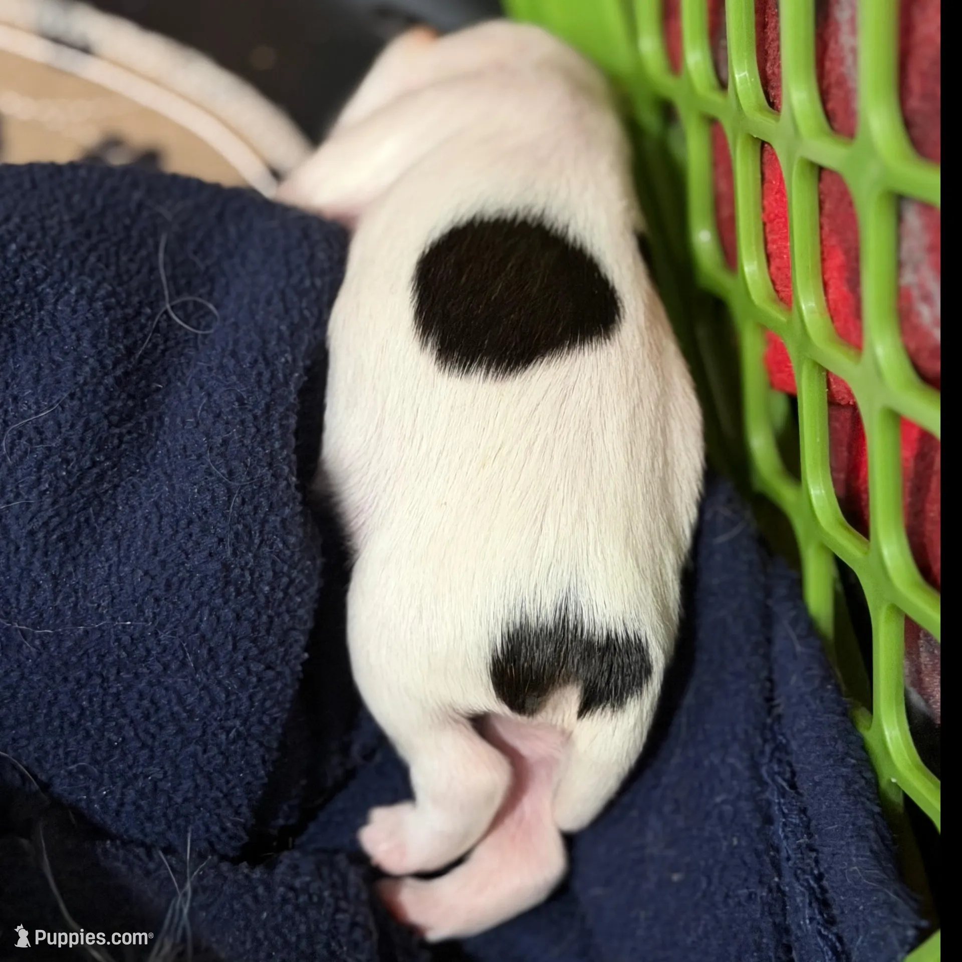 Cliff - AKC, a male Chinese Crested for sale in Rockwall, TX – Photo 2 of 5