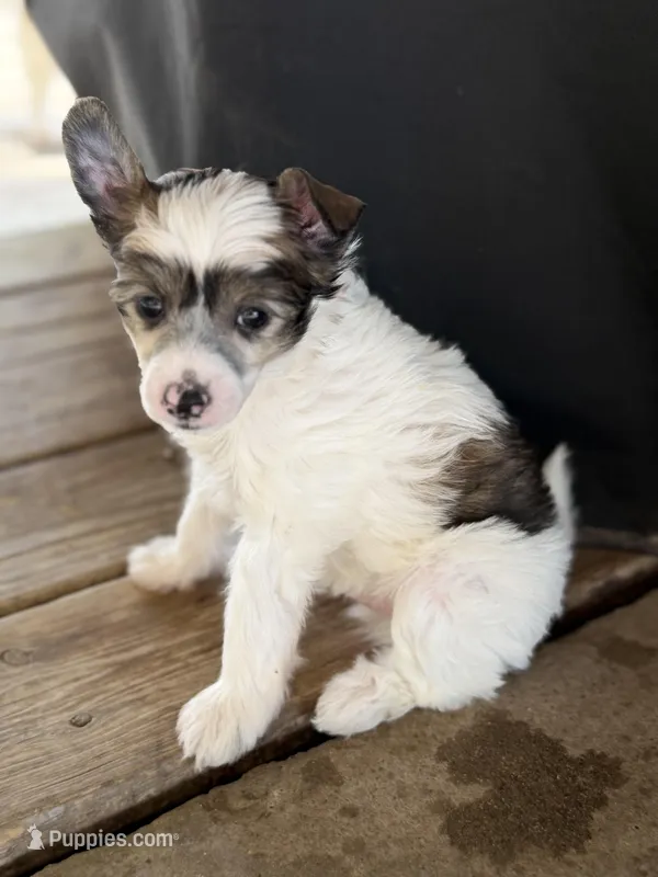 Cliff - AKC Powderpuff – Chinese Crested puppy for sale in Rockwall, TX