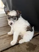 Cliff - AKC Powderpuff, a male Chinese Crested for sale in Rockwall, TX – 1 of 10