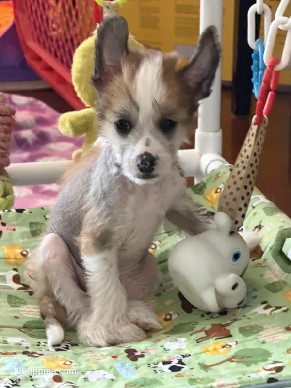 Brax - AKC Hairless Male