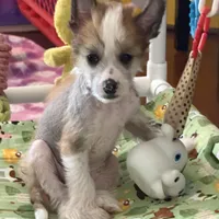 Brax - AKC Hairless Male, a male Chinese Crested for sale in Rockwall, TX – Photo 1 of 5