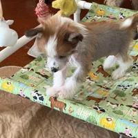 Brax - AKC Hairless Male, a male Chinese Crested for sale in Rockwall, TX – Photo 3 of 5