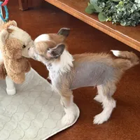 Brax - AKC Hairless Male, a male Chinese Crested for sale in Rockwall, TX – Photo 4 of 5