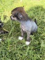 Digit - AKC Hairless, a male Chinese Crested for sale in Rockwall, TX – 6 of 6