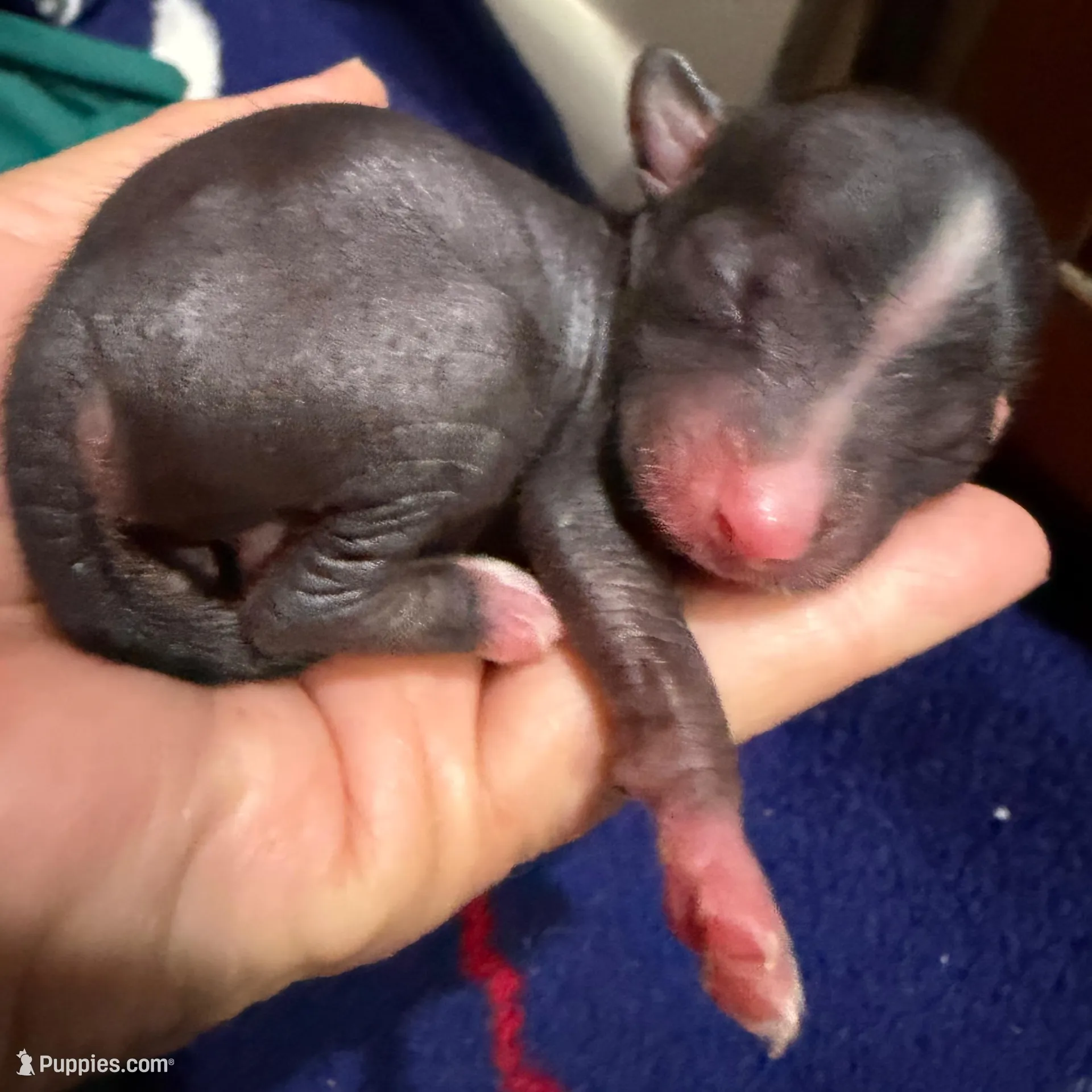 Digit - AKC, a male Chinese Crested for sale in Rockwall, TX – Photo 5 of 5