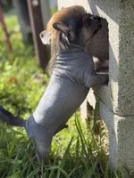 Digit - AKC Hairless, a male Chinese Crested for sale in Rockwall, TX – 5 of 6