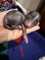 Digit - AKC, a male Chinese Crested for sale in Rockwall, TX – Photo 4 of 5