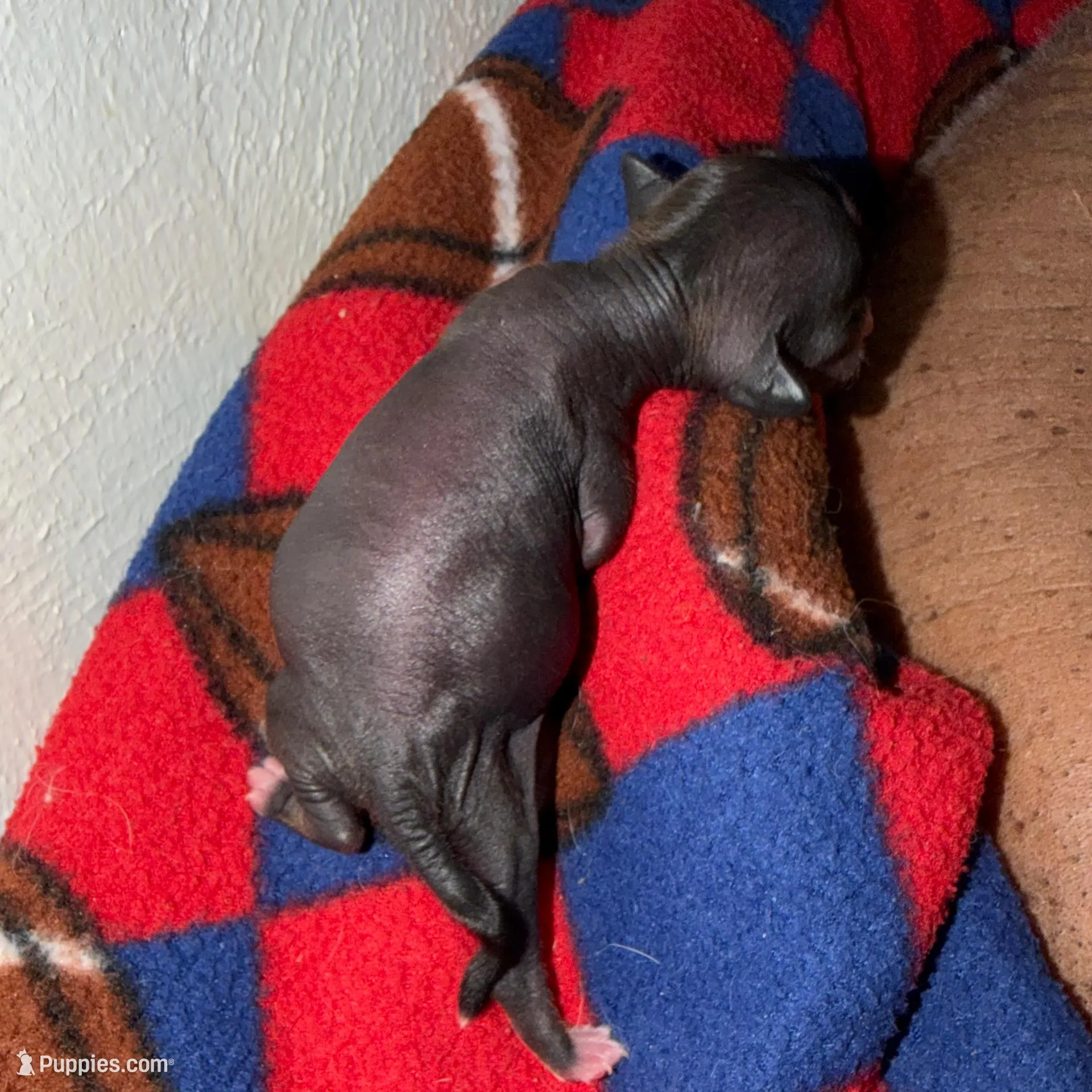 Digit - AKC, a male Chinese Crested for sale in Rockwall, TX – Photo 3 of 5