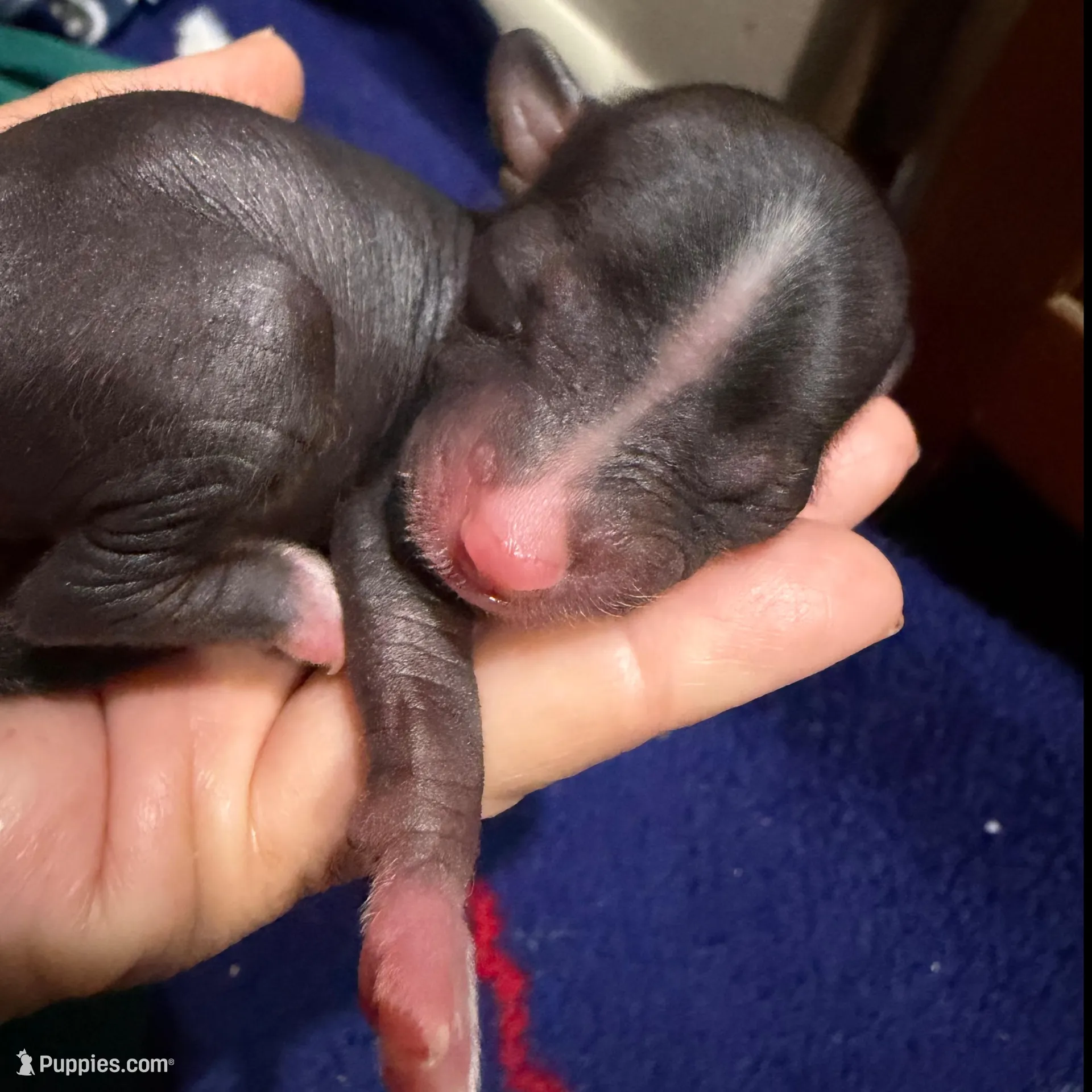 Digit - AKC – Chinese Crested puppy for sale in Rockwall, TX