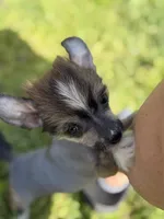Digit - AKC Hairless, a male Chinese Crested for sale in Rockwall, TX – 1 of 6