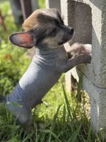 Digit - AKC Hairless, a male Chinese Crested for sale in Rockwall, TX – 4 of 6