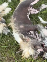 Bryan - AKC Hairless Male (neutered), a male Chinese Crested for sale in Rockwall, TX – 2 of 5