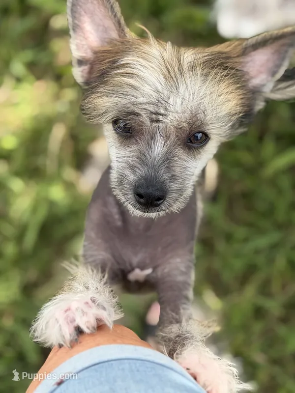 Digit - AKC Hairless – Chinese Crested puppy for sale in Rockwall, TX