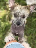 Digit - AKC Hairless Male, a male Chinese Crested for sale in Rockwall, TX – 1 of 4