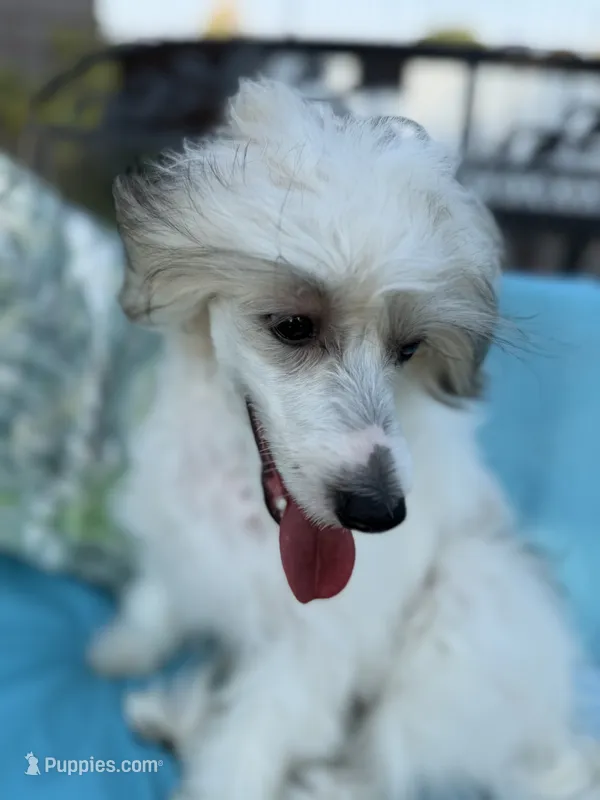 Cliff - AKC Powderpuff Male – Chinese Crested puppy for sale in Rockwall, TX