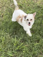 Clay - AKC Powderpuff, a male Chinese Crested for sale in Rockwall, TX – 3 of 6