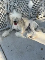 Bentley - AKC Powderpuff Male (neutered), a male Chinese Crested for sale in Rockwall, TX – 3 of 5
