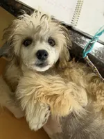 Bentley - AKC Powderpuff Male (neutered), a male Chinese Crested for sale in Rockwall, TX – 4 of 7