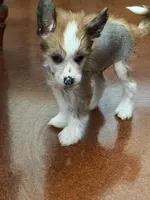 processed/bed1724f-efc5-4a20-8f3e-edd1b6feebb0/listing/8b20262c-95a7-4daa-8496-6d58aac4db4b/59f60a0f-83fc-4add-b858-02a4937f0b40