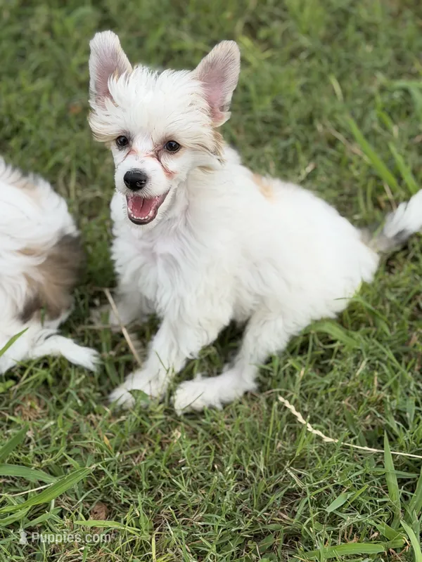Clay - AKC Powderpuff – Chinese Crested puppy for sale in Rockwall, TX