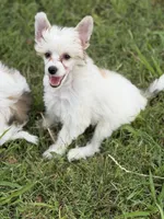 Clay - AKC Powderpuff, a male Chinese Crested for sale in Rockwall, TX – 1 of 6