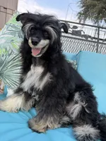 Doc - AKC Powderpuff Male, a male Chinese Crested for sale in Rockwall, TX – 6 of 8