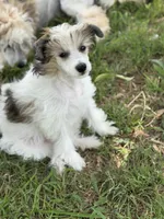 Cliff - AKC Powderpuff Male, a male Chinese Crested for sale in Rockwall, TX – 2 of 8