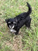 Doc - AKC Powderpuff Male, a male Chinese Crested for sale in Rockwall, TX – 4 of 4