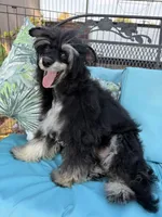 Doc - AKC Powderpuff Male, a male Chinese Crested for sale in Rockwall, TX – 7 of 8