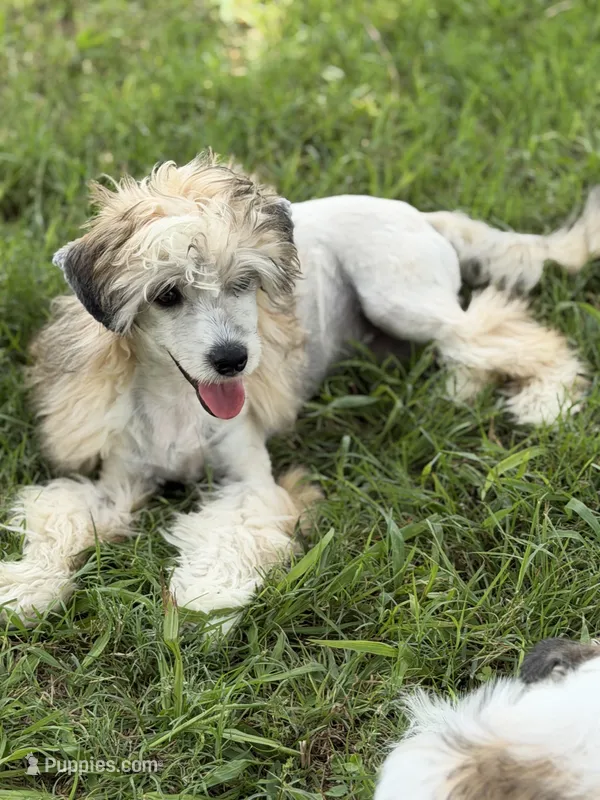 Bentley - AKC Powderpuff Male – Chinese Crested puppy for sale in Rockwall, TX