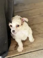 Clay - AKC Powderpuff, a male Chinese Crested for sale in Rockwall, TX – 7 of 9