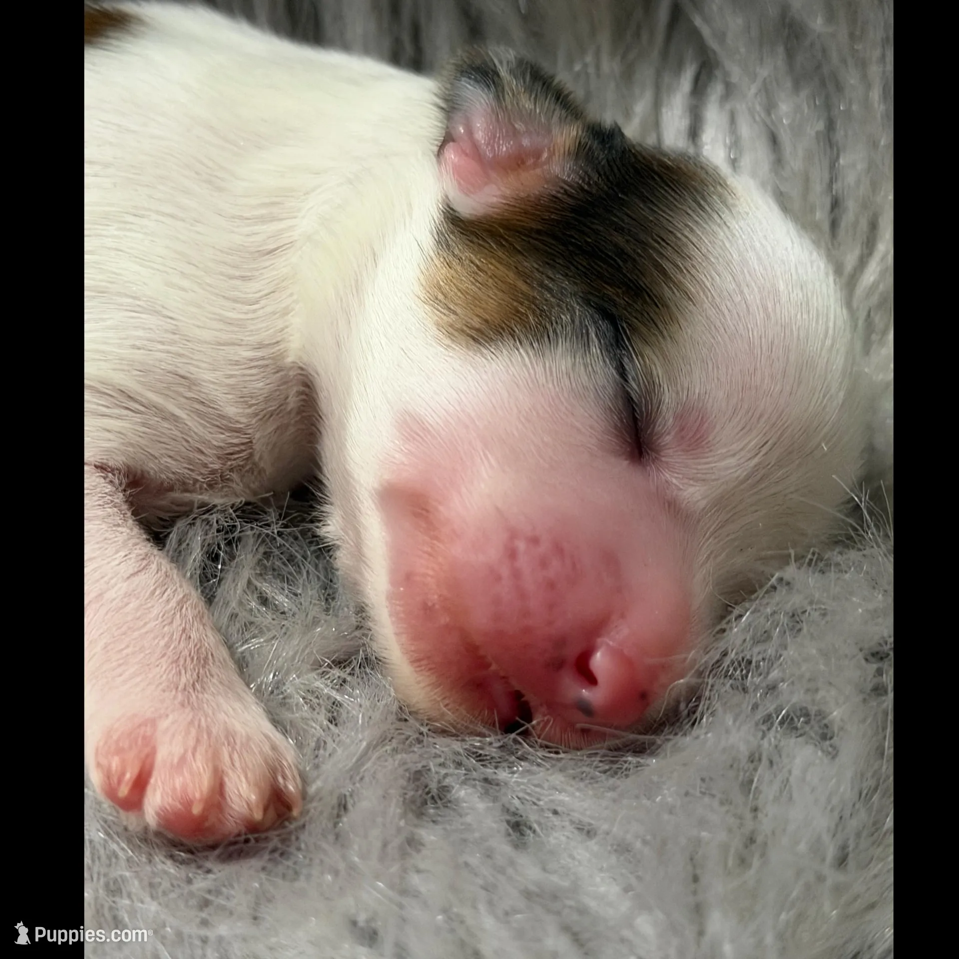 Clay - AKC , a male Chinese Crested for sale in Rockwall, TX – Photo 3 of 5