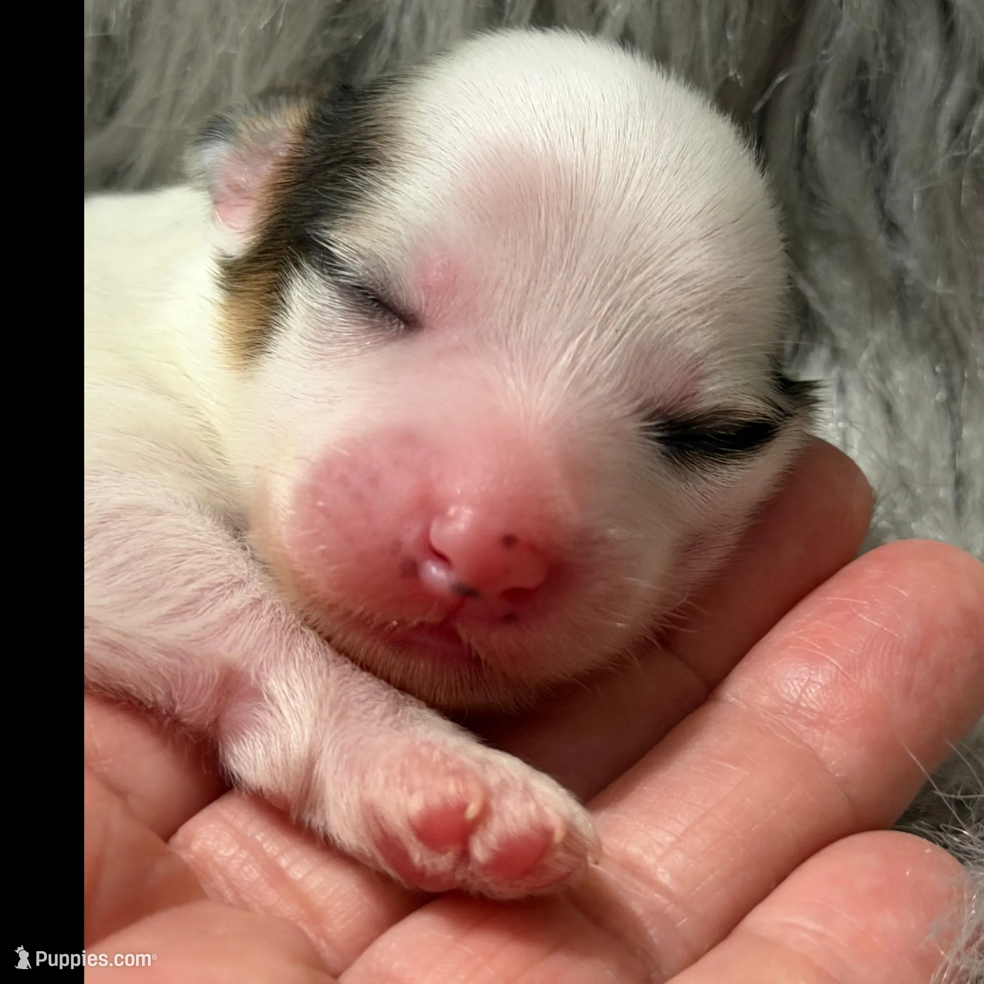 Clay - AKC , a male Chinese Crested for sale in Rockwall, TX – Photo 2 of 5
