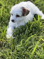 Clay - AKC Powderpuff, a male Chinese Crested for sale in Rockwall, TX – 3 of 9