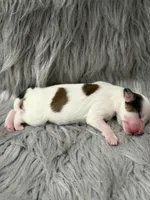 Clay - AKC , a male Chinese Crested for sale in Rockwall, TX – Photo 4 of 5