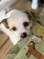 Clay - AKC Powderpuff, a male Chinese Crested for sale in Rockwall, TX – 4 of 9