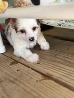 Clay - AKC Powderpuff, a male Chinese Crested for sale in Rockwall, TX – 6 of 9