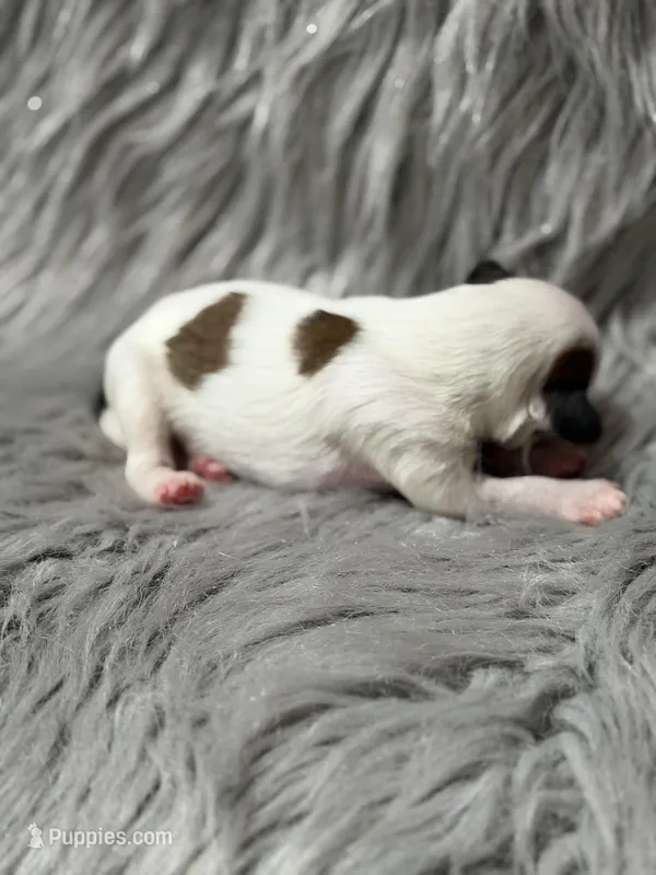 Clay - AKC  – Chinese Crested puppy for sale in Rockwall, TX