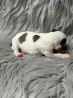 Clay - AKC , a male Chinese Crested for sale in Rockwall, TX – Photo 1 of 5