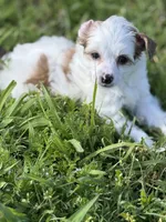 Clay - AKC Powderpuff, a male Chinese Crested for sale in Rockwall, TX – 2 of 9