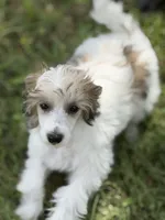 Cliff - AKC Powderpuff Male, a male Chinese Crested for sale in Rockwall, TX – 3 of 8