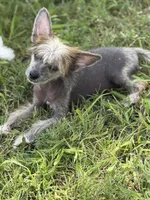 Digit - AKC Hairless Male, a male Chinese Crested for sale in Rockwall, TX – 3 of 4