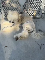 Bentley - AKC Powderpuff Male (neutered), a male Chinese Crested for sale in Rockwall, TX – 4 of 5