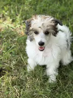Cliff - AKC Powderpuff Male, a male Chinese Crested for sale in Rockwall, TX – 4 of 8