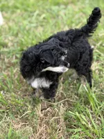 Doc - AKC Powderpuff Male, a male Chinese Crested for sale in Rockwall, TX – 3 of 4